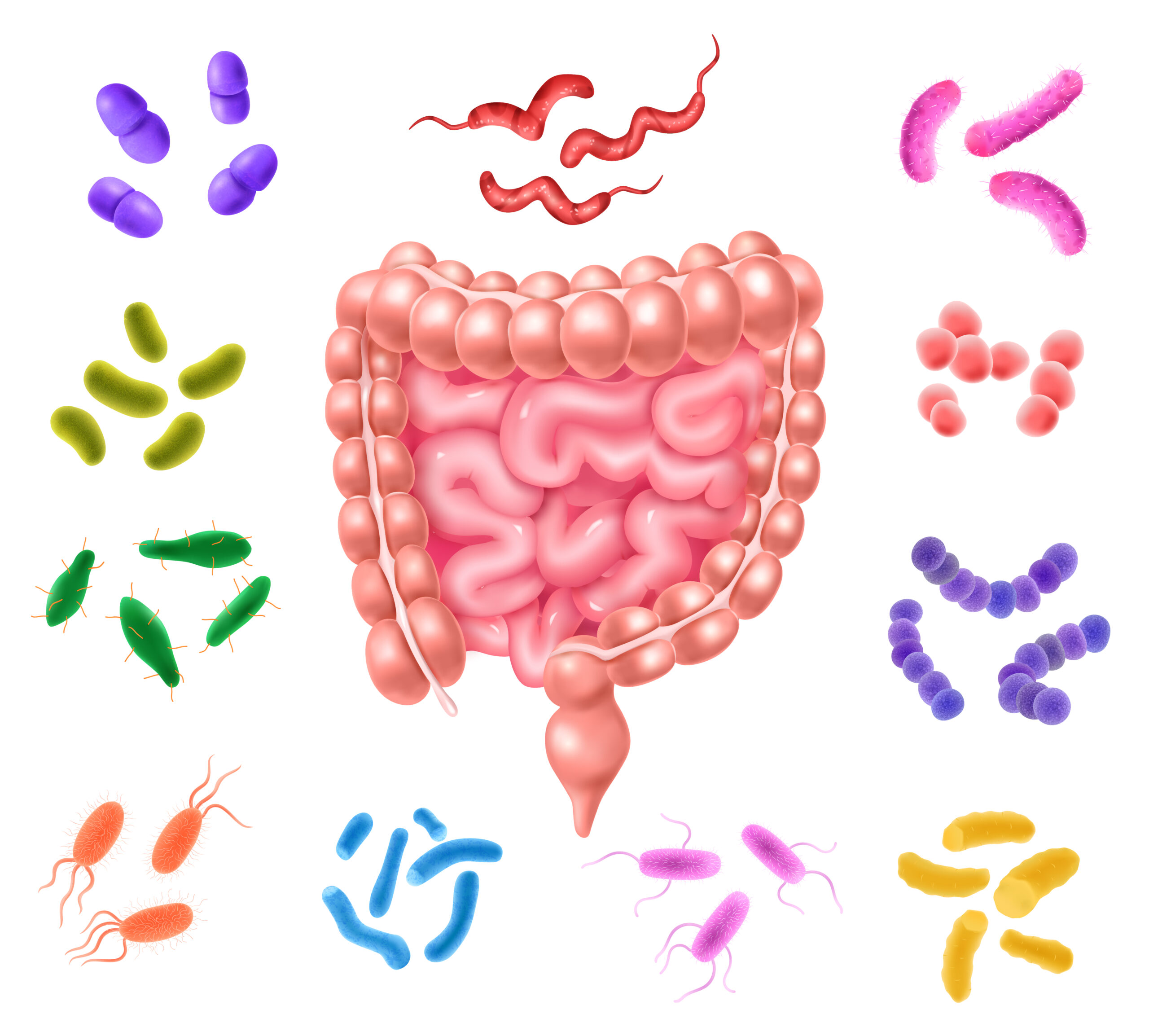 Suplementos de probióticos para mejorar la microbiota: claves para una salud intestinal e inmune de hierro